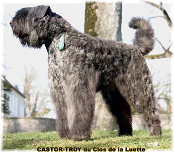 bouvier des flandres du clos de la luette - copyright d&eacute;pos&eacute;